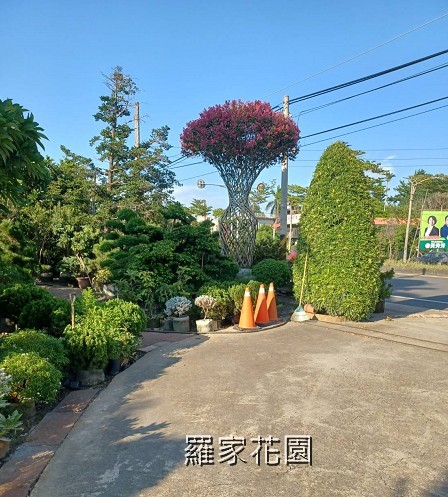 紫薇