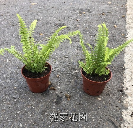 腎蕨