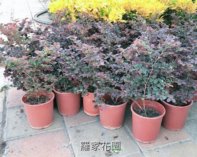 紅彩木