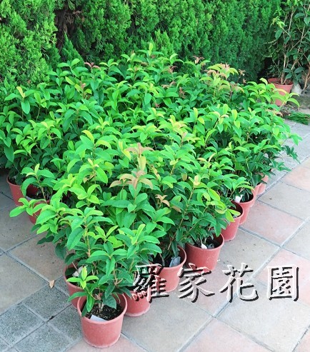 桂花