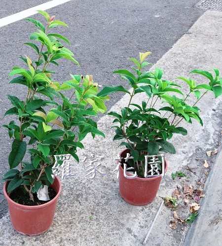 桂花