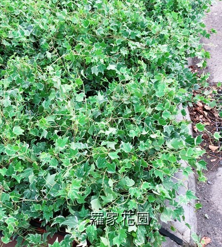 常春藤