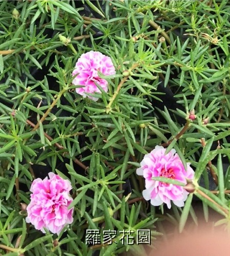 松葉牡丹