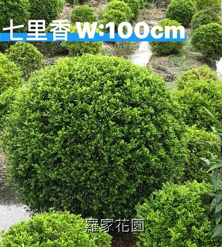 球型細葉七里香