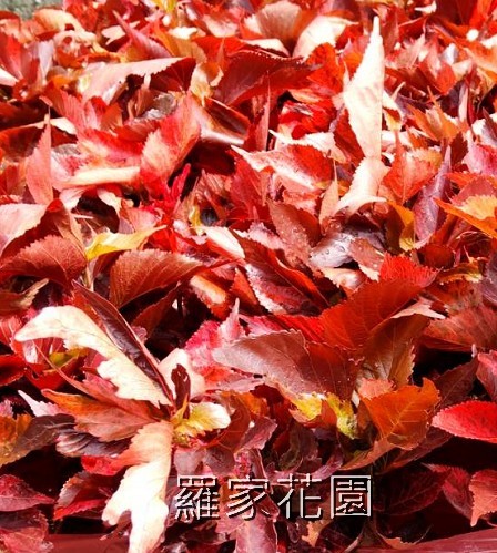 威氏鐵莧（紅葉鐵莧）