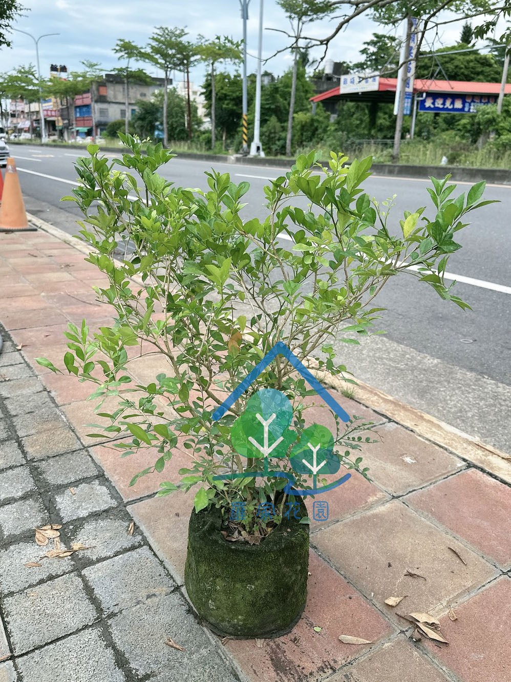 七里香