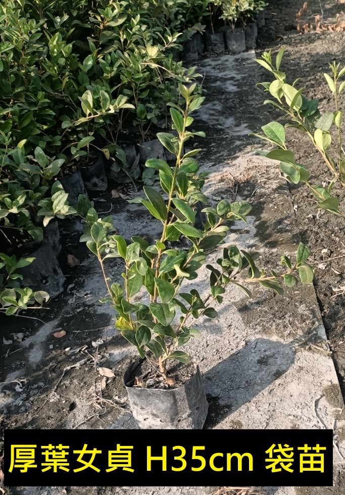 日本女貞(厚葉女貞)