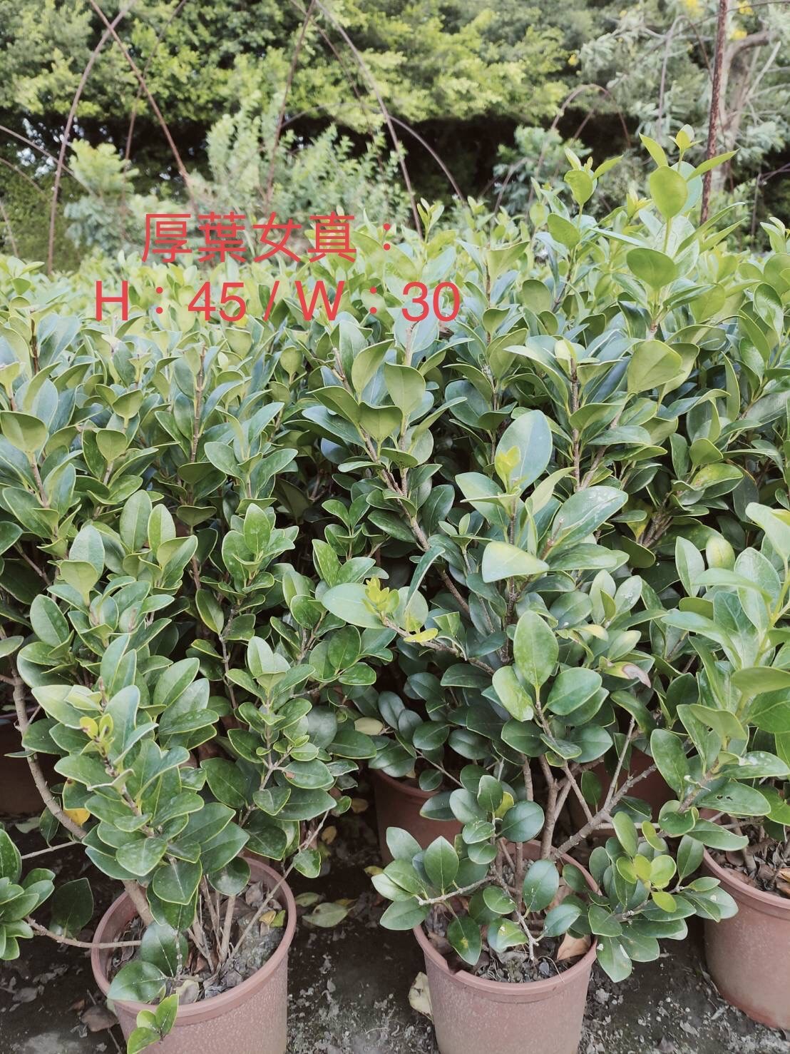 日本女貞(厚葉女貞)