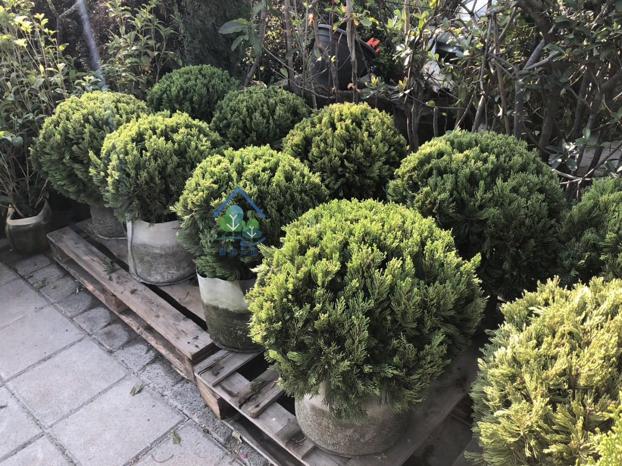 球型龍柏