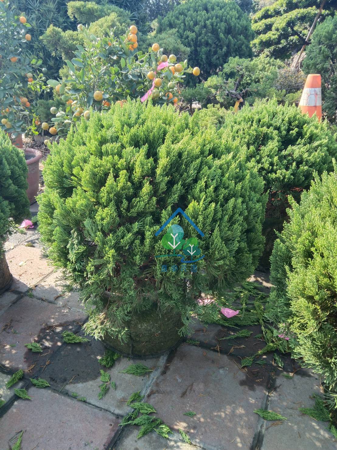 球型龍柏