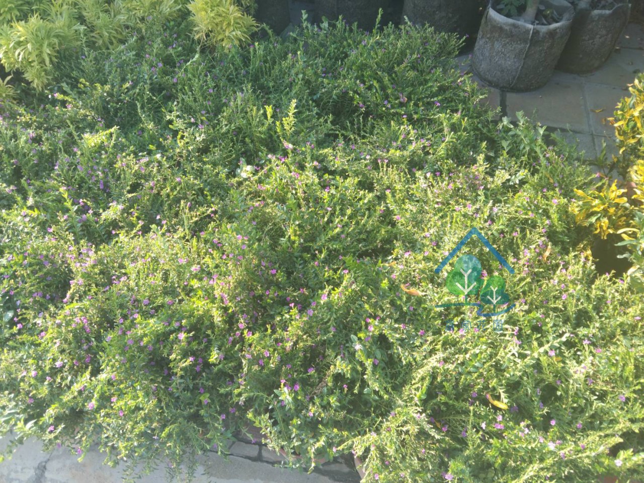 雪茄花