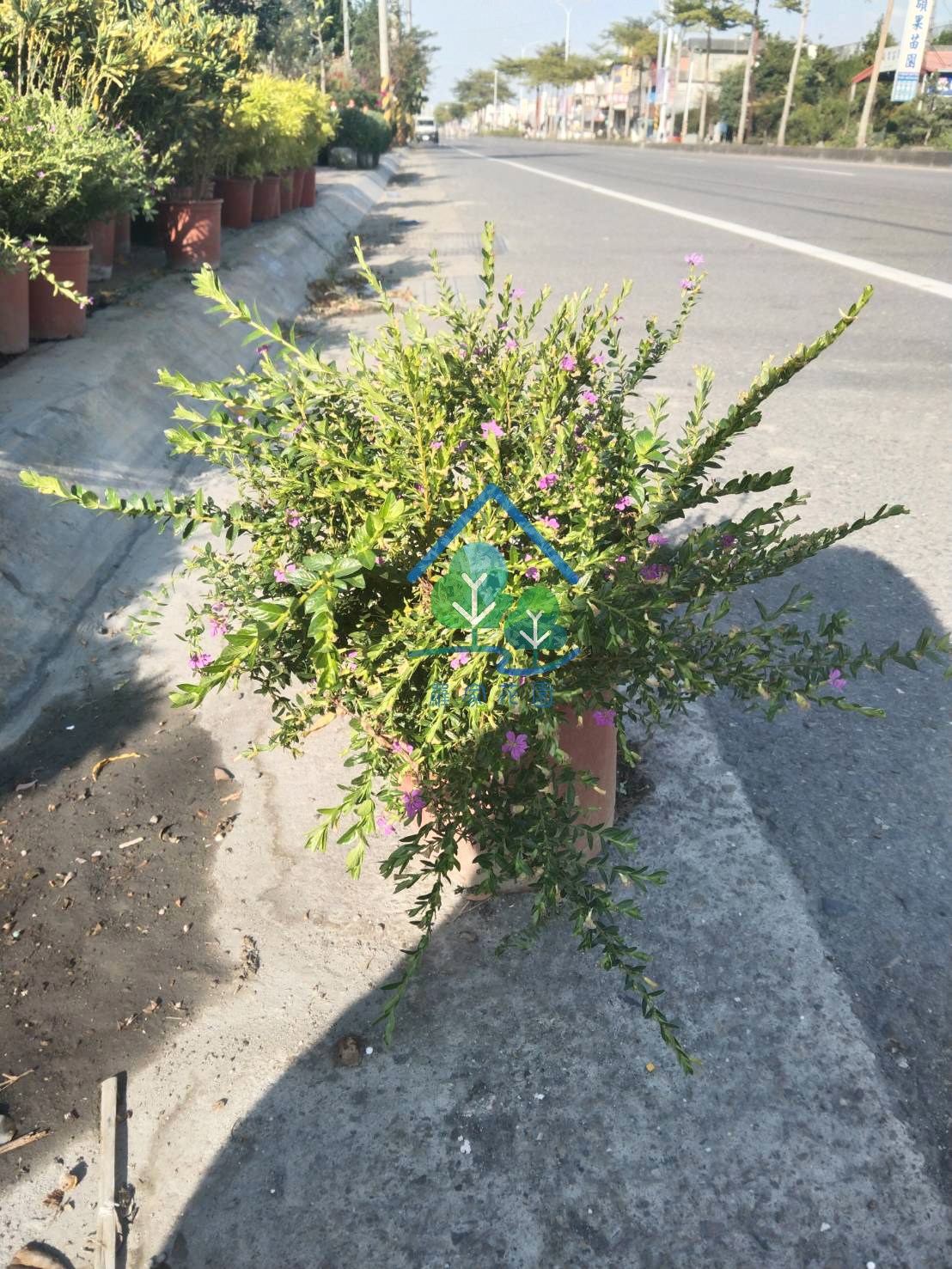 雪茄花
