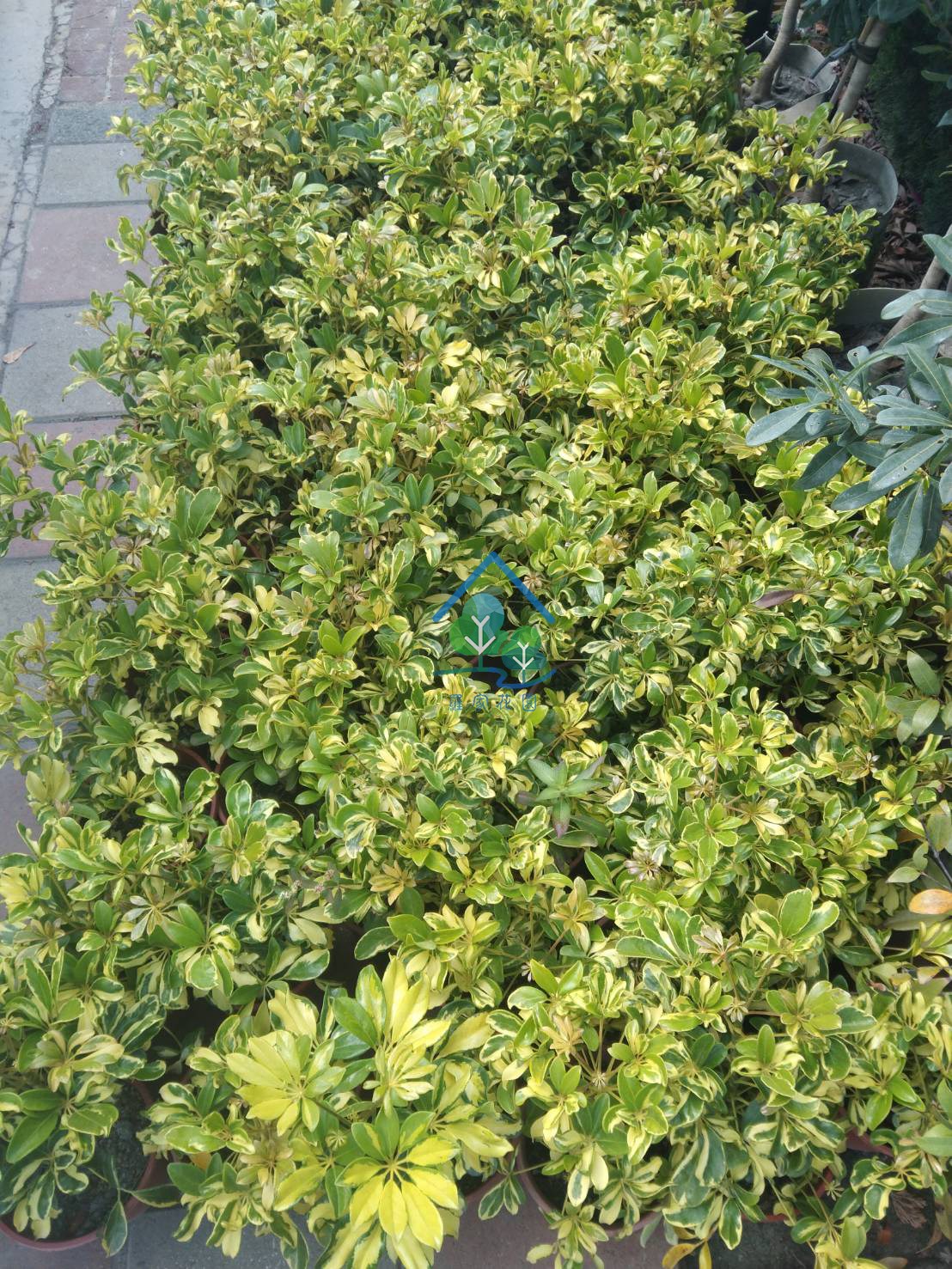 斑葉鵝掌藤