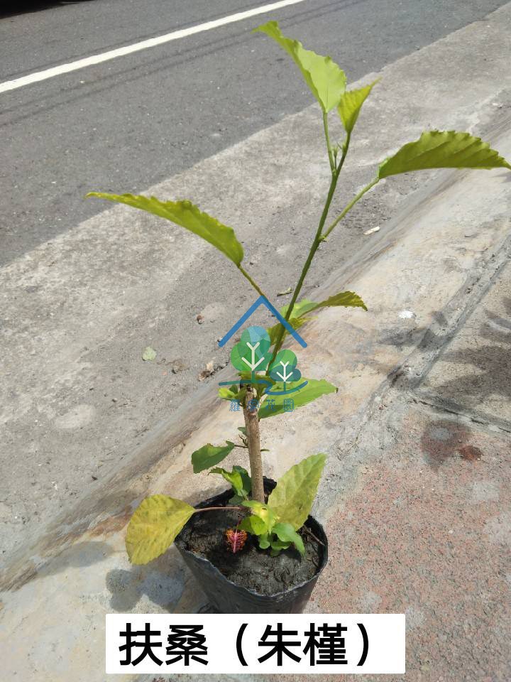 朱槿(扶桑)