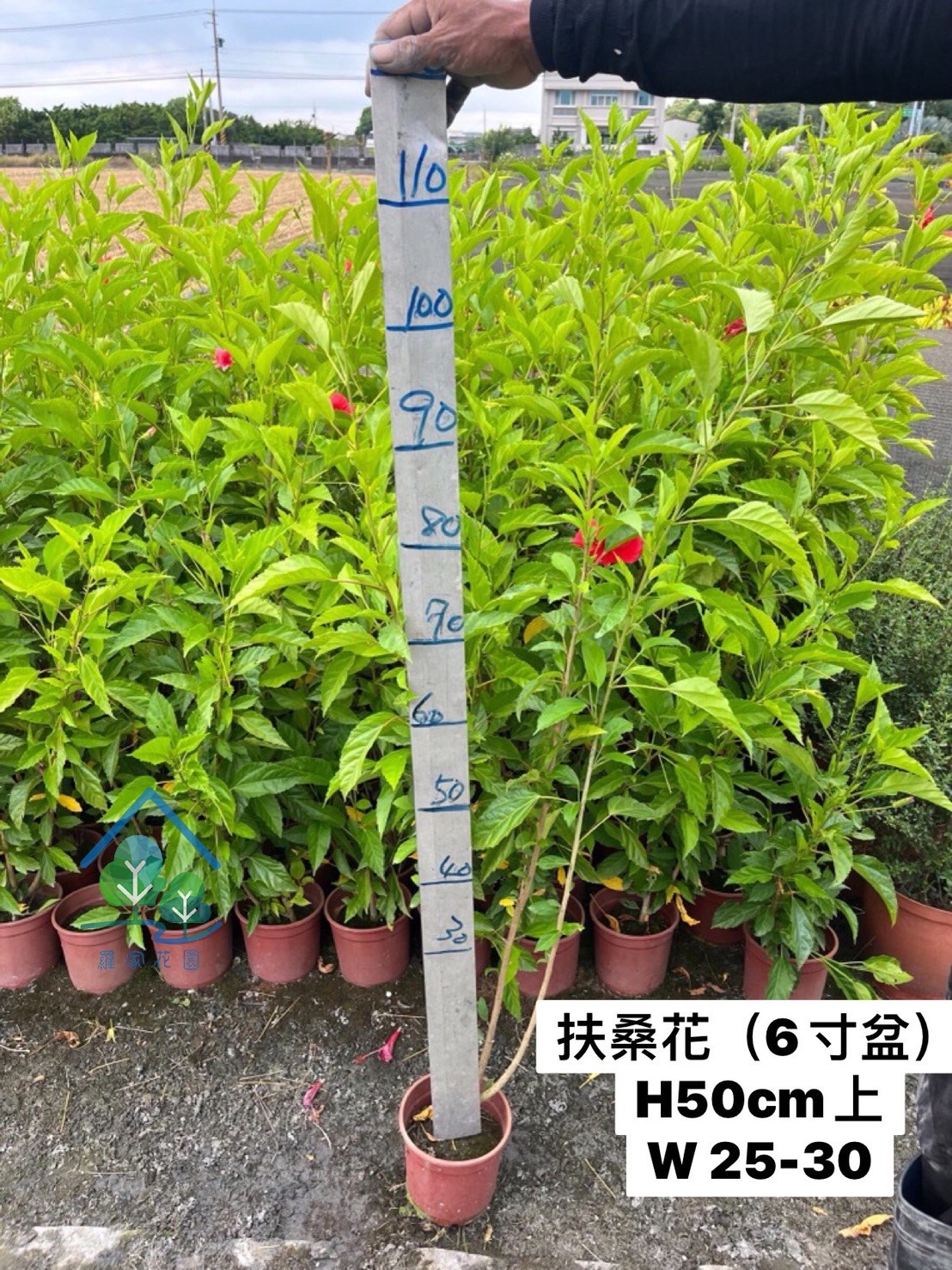 朱槿(扶桑)