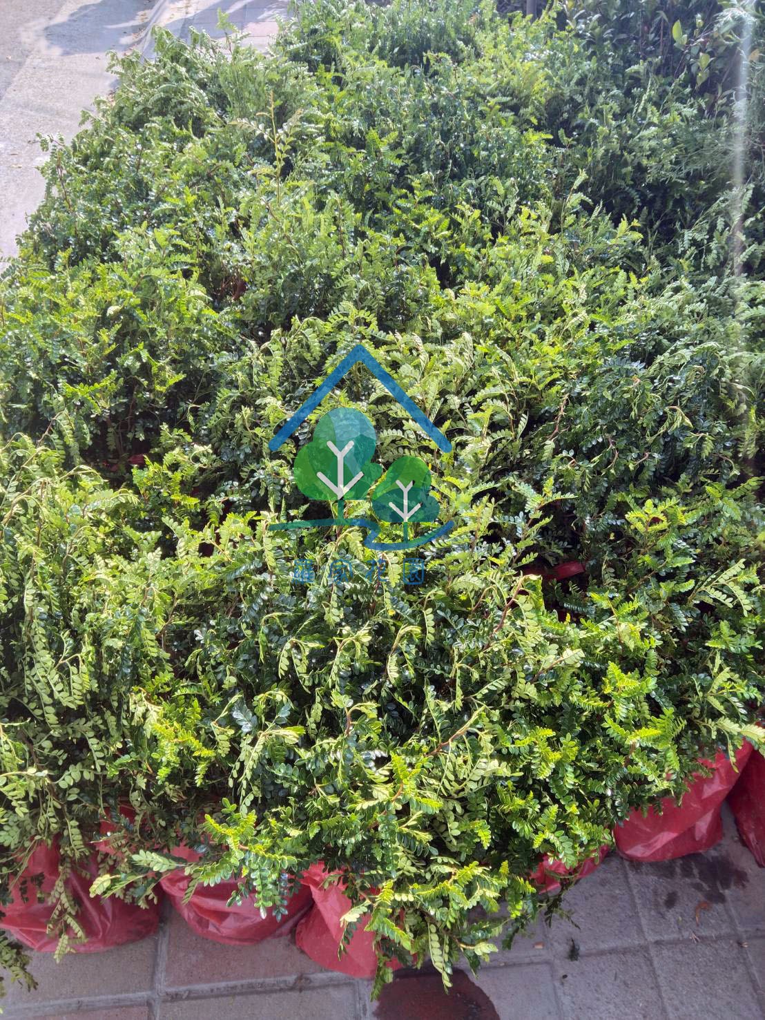 胡椒木