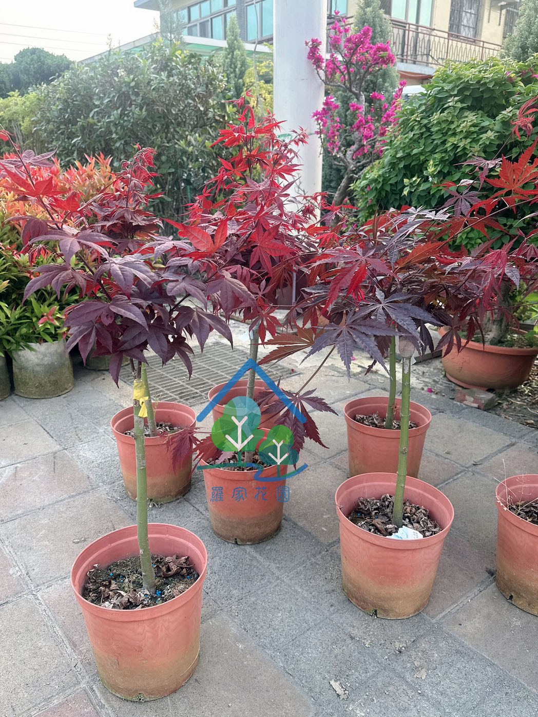 紅楓