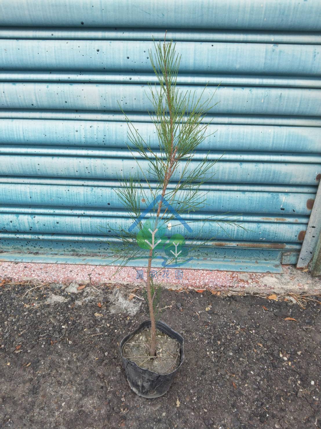 木麻黃