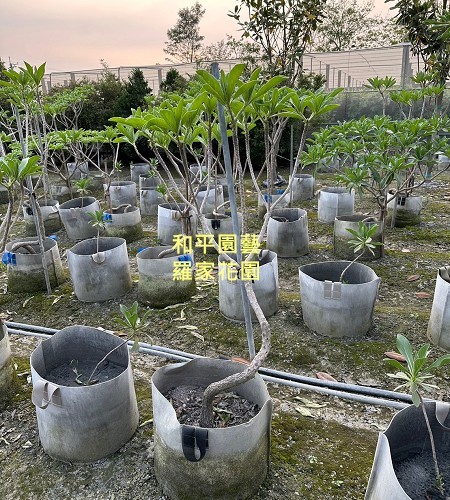 白水木