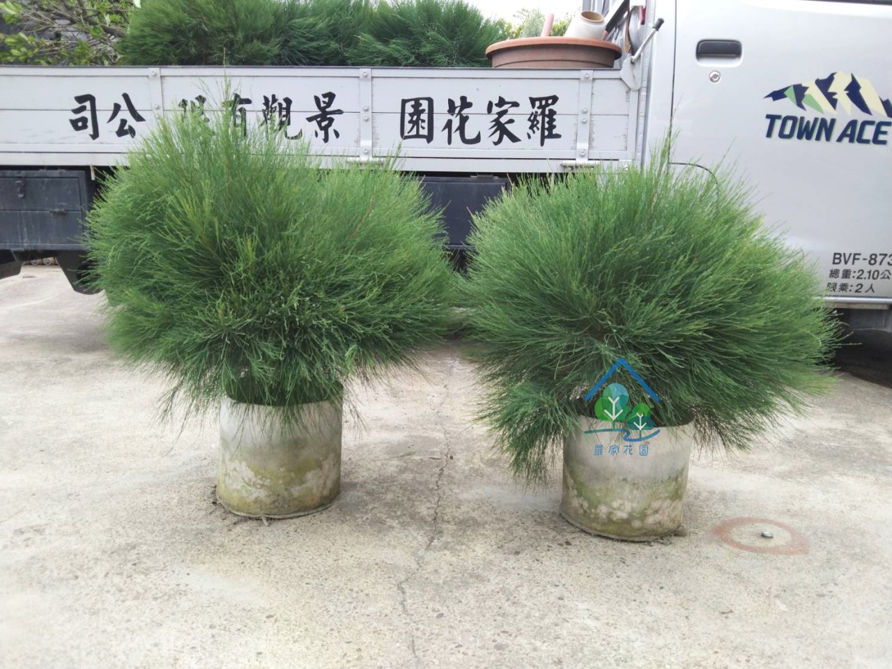 球型木麻黃