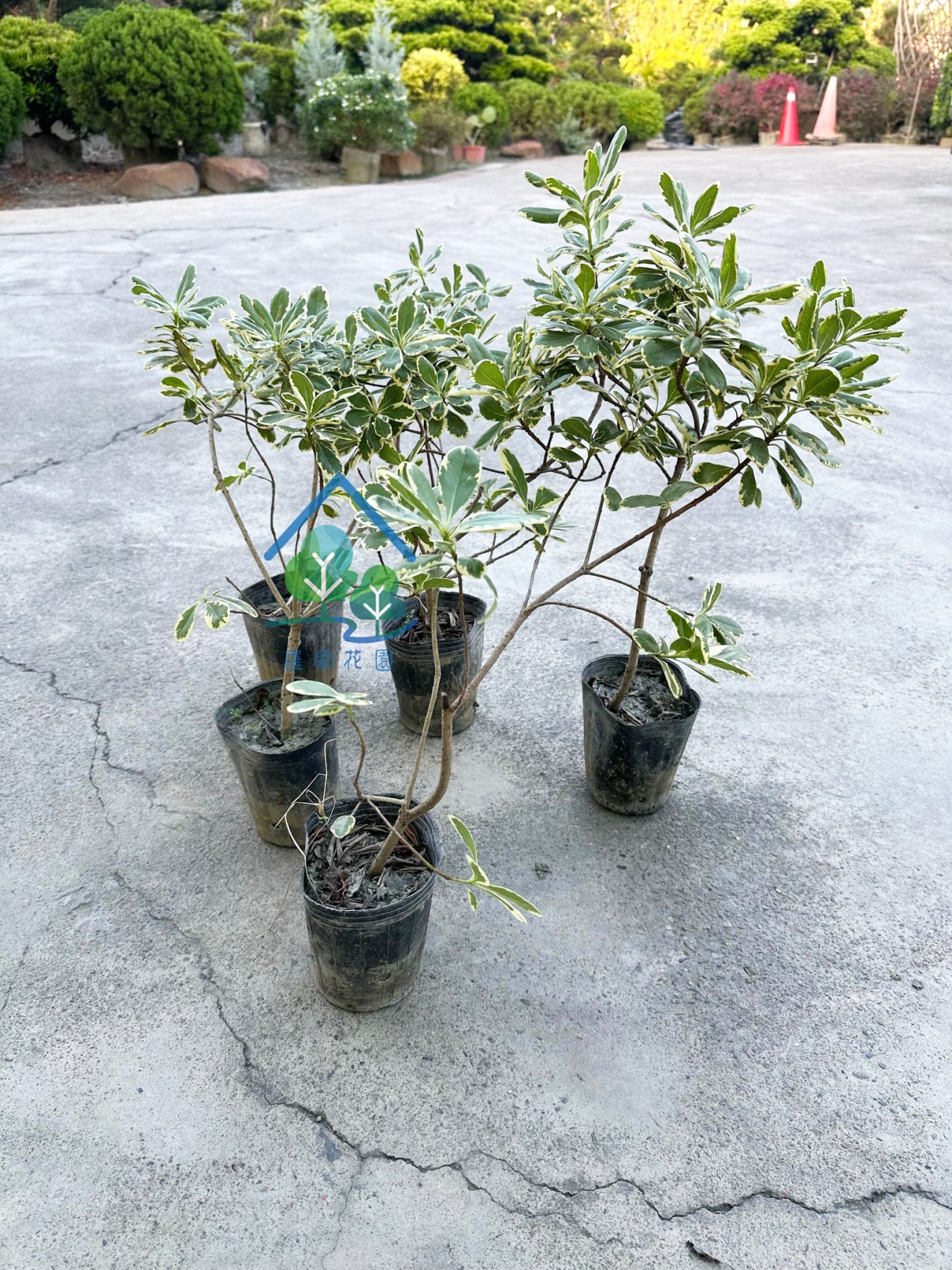 斑葉海桐