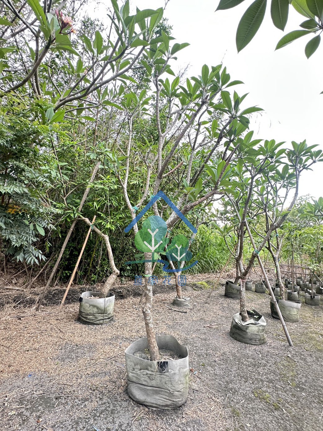 緬梔(雞蛋花)