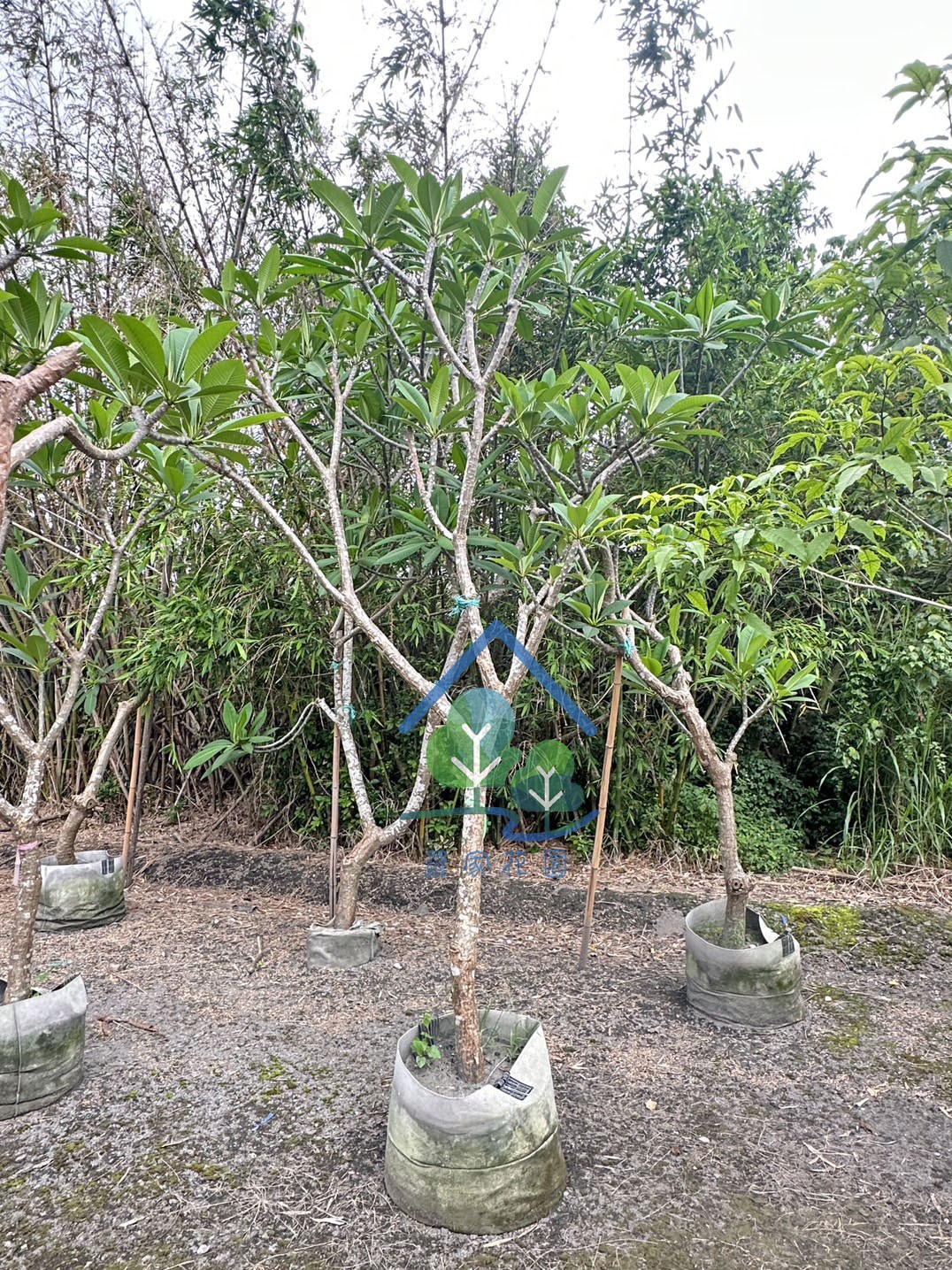 緬梔(雞蛋花)