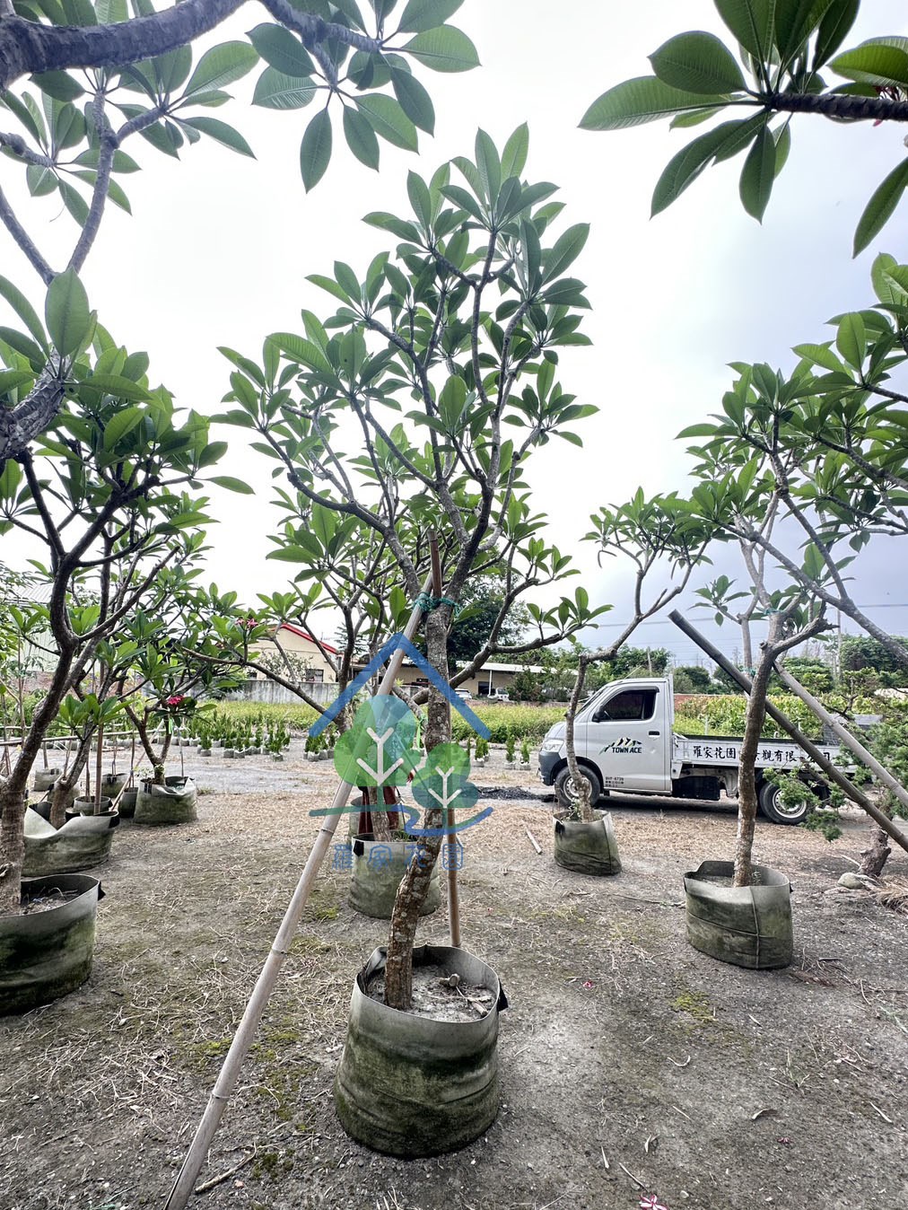 緬梔(雞蛋花)