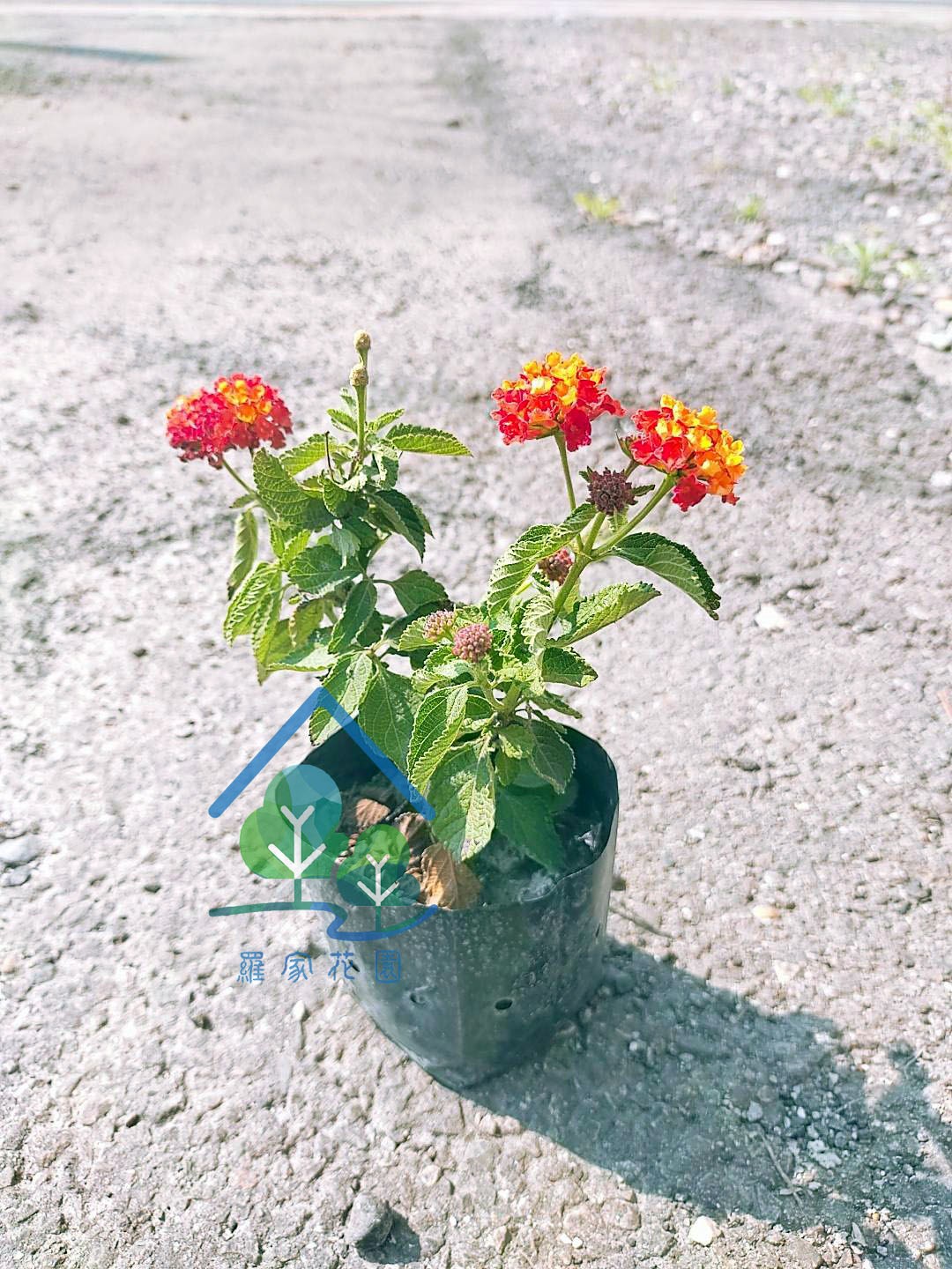 馬櫻丹