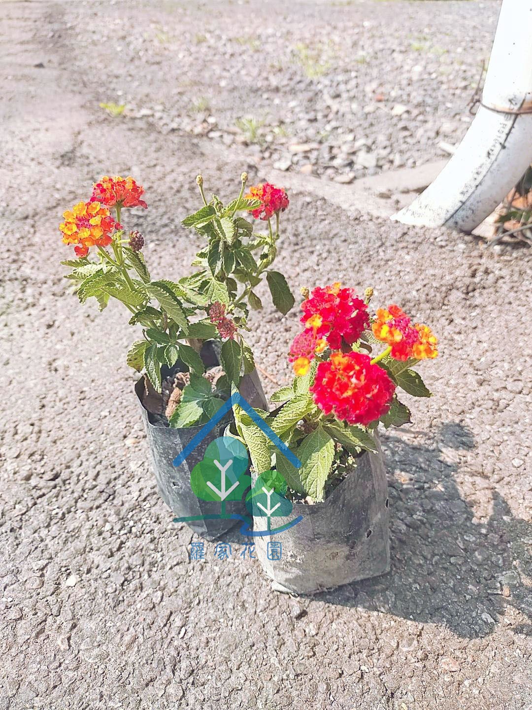 馬櫻丹