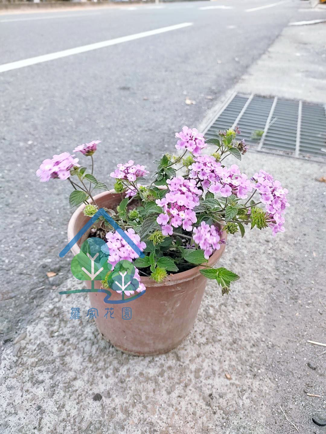 紫花馬櫻丹