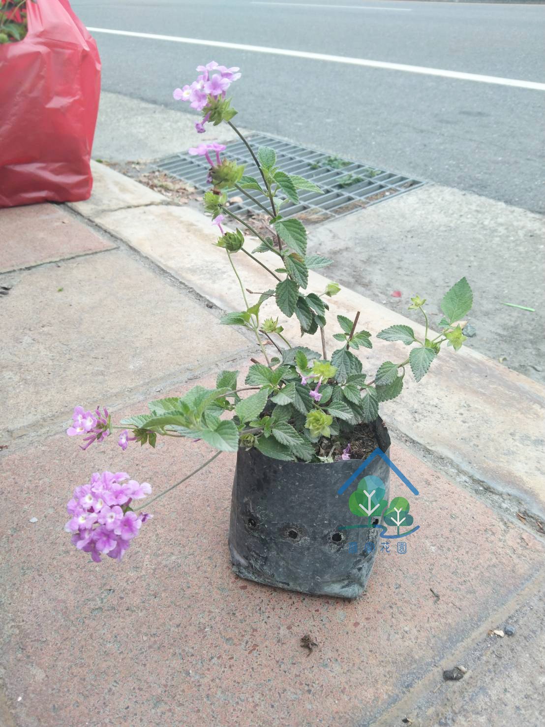 紫花馬櫻丹