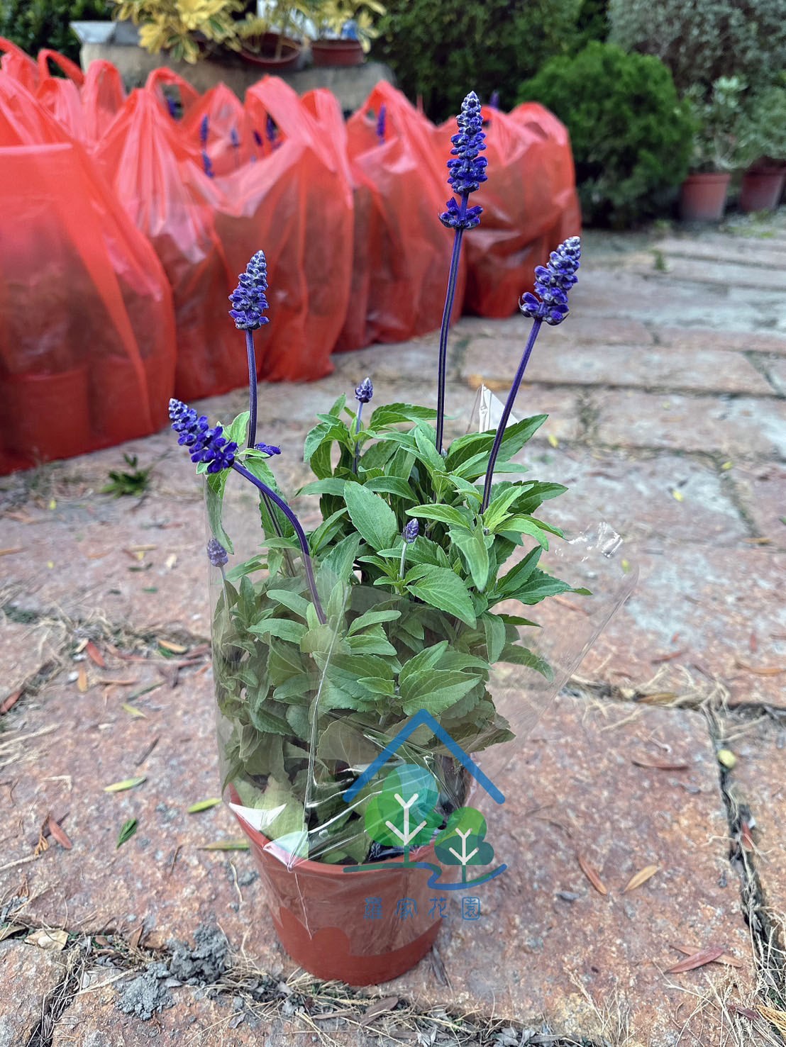 粉萼鼠尾草