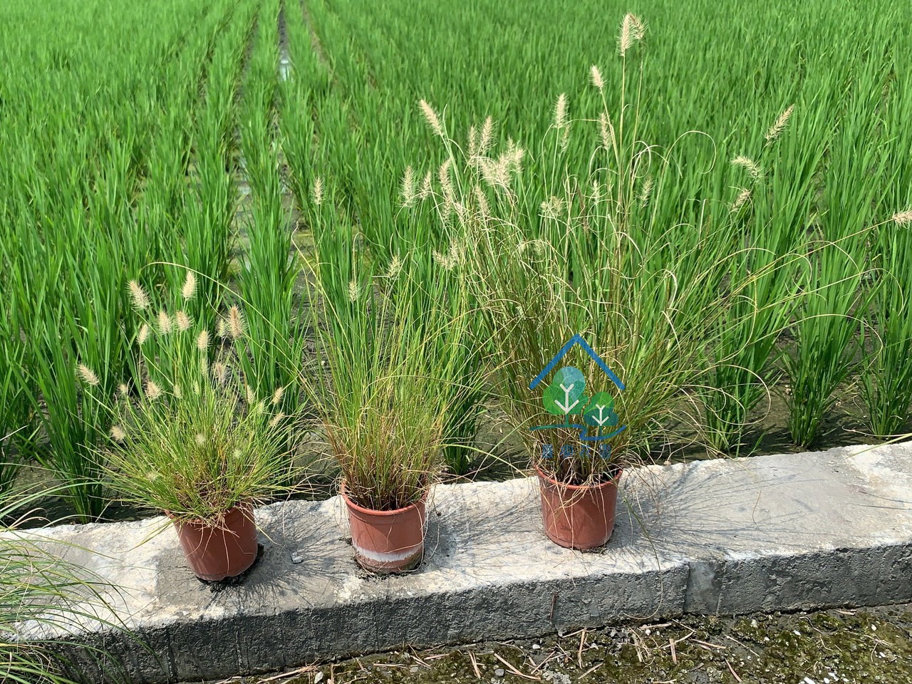 小兔子狼尾草