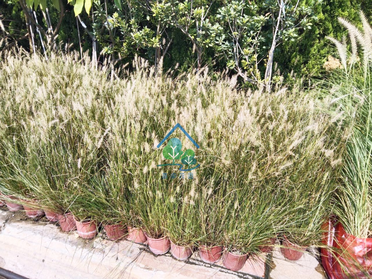 小兔子狼尾草