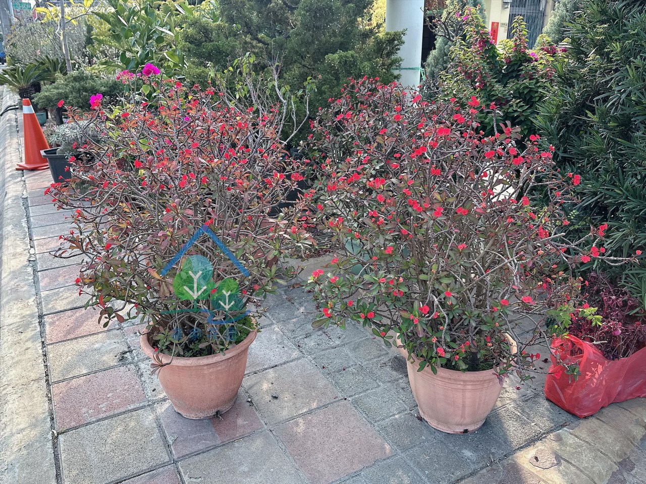 無刺麒麟花