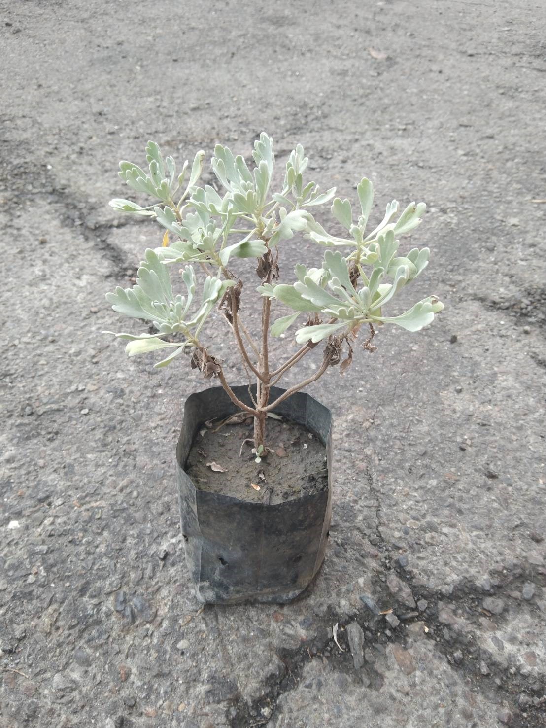 芙蓉菊