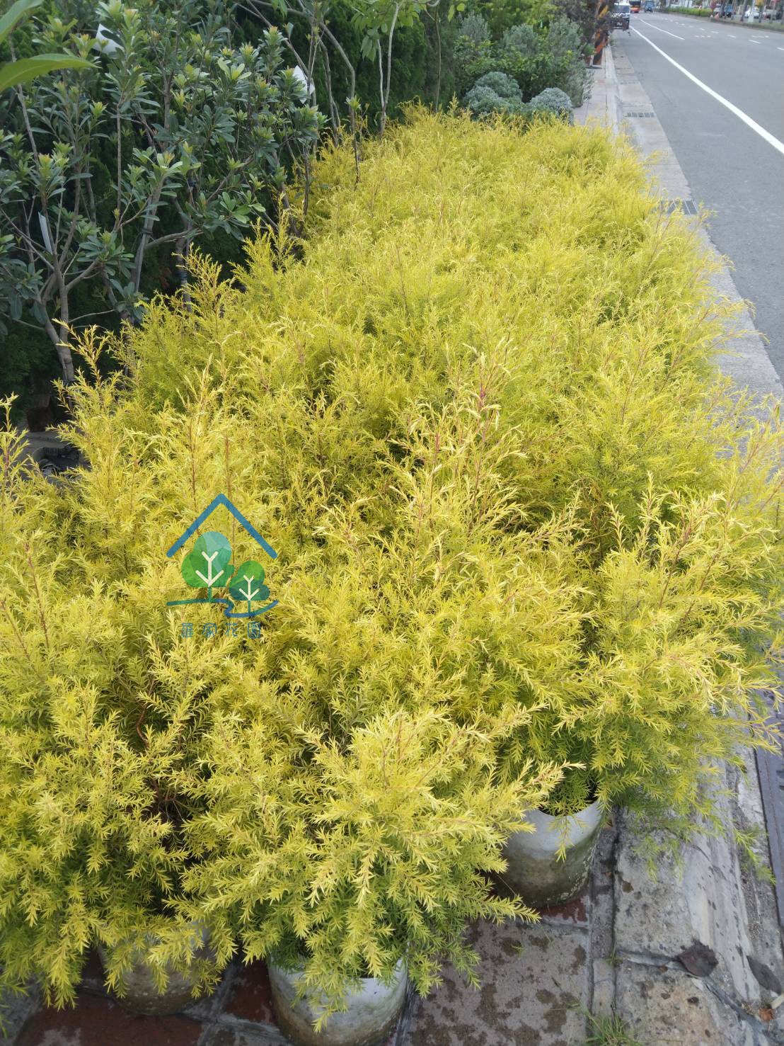 黃金串錢柳