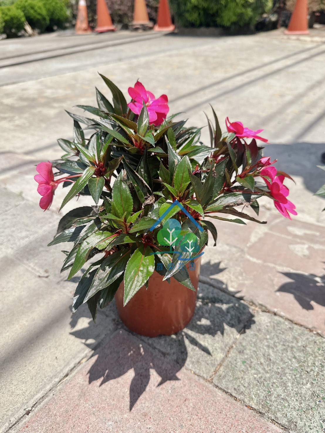 新幾內亞鳳仙