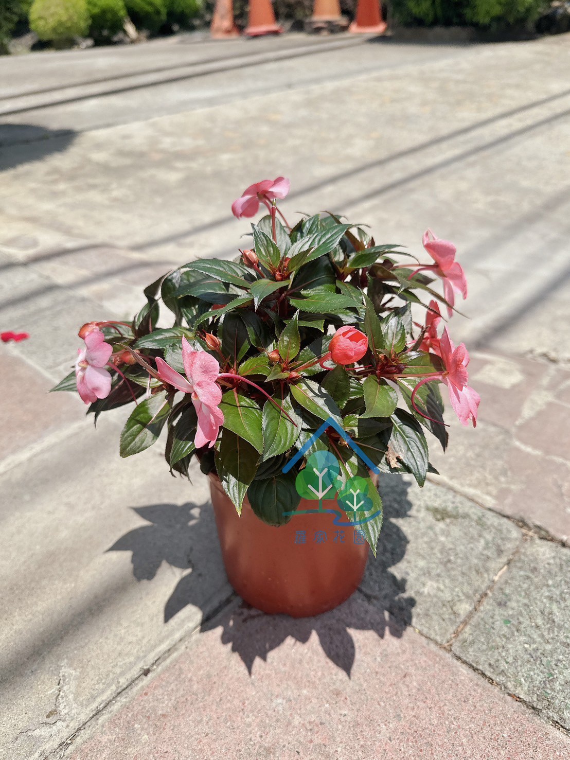新幾內亞鳳仙