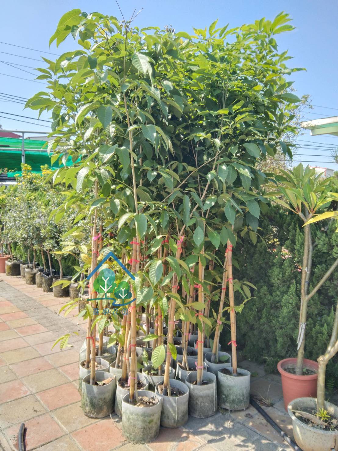 紅花風鈴木