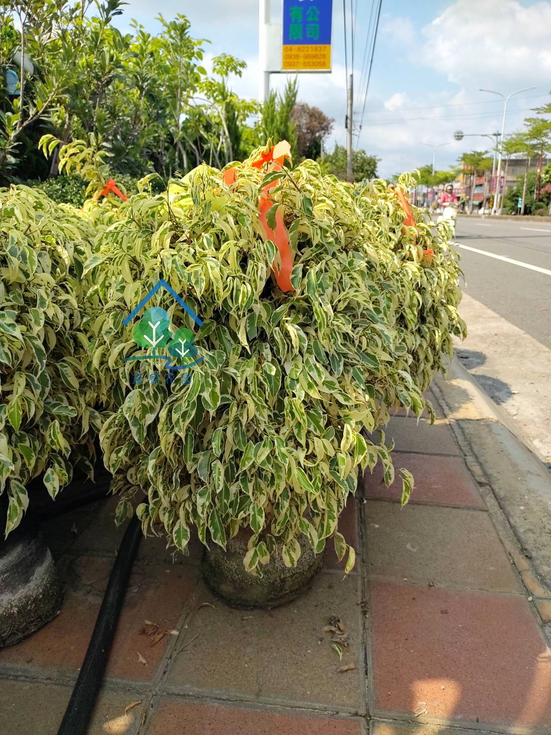 球型斑葉垂榕