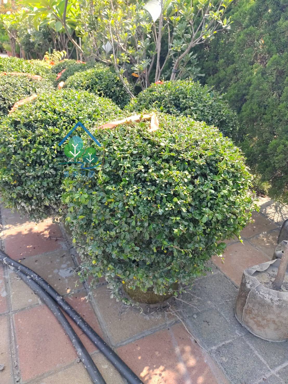 球型福建茶