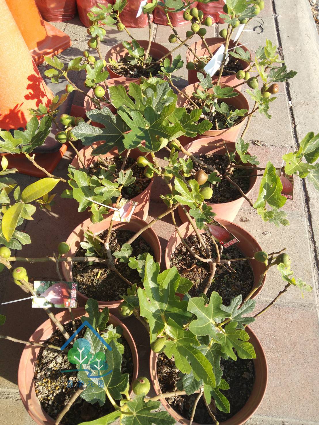 無花果