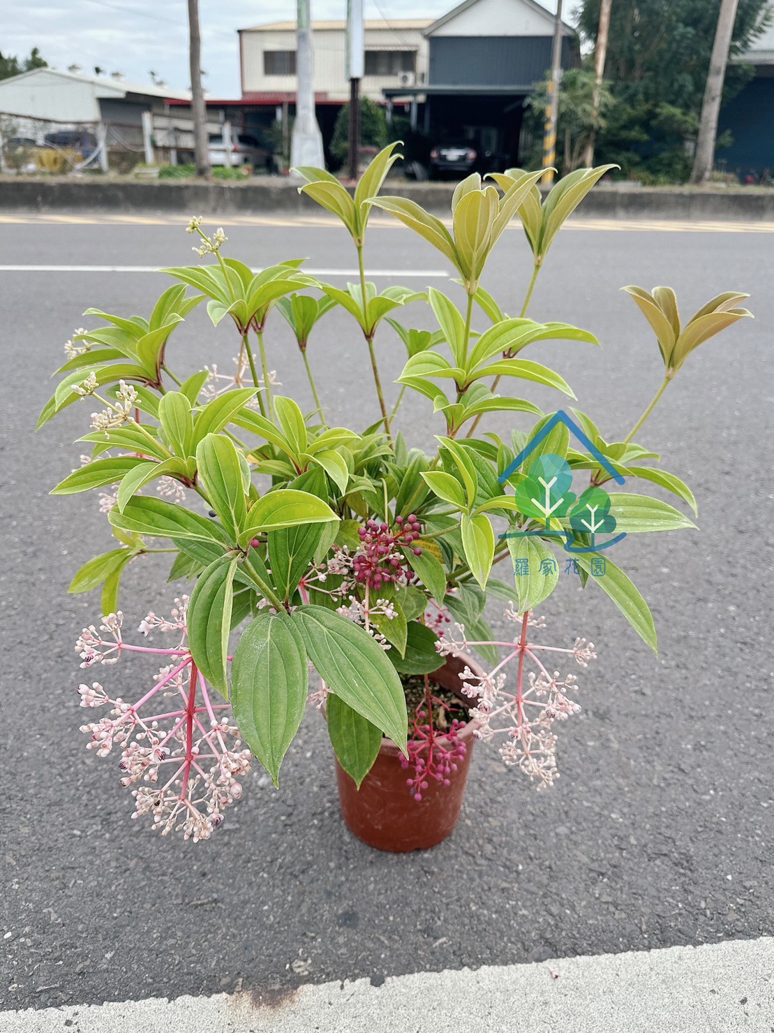 野牡丹藤