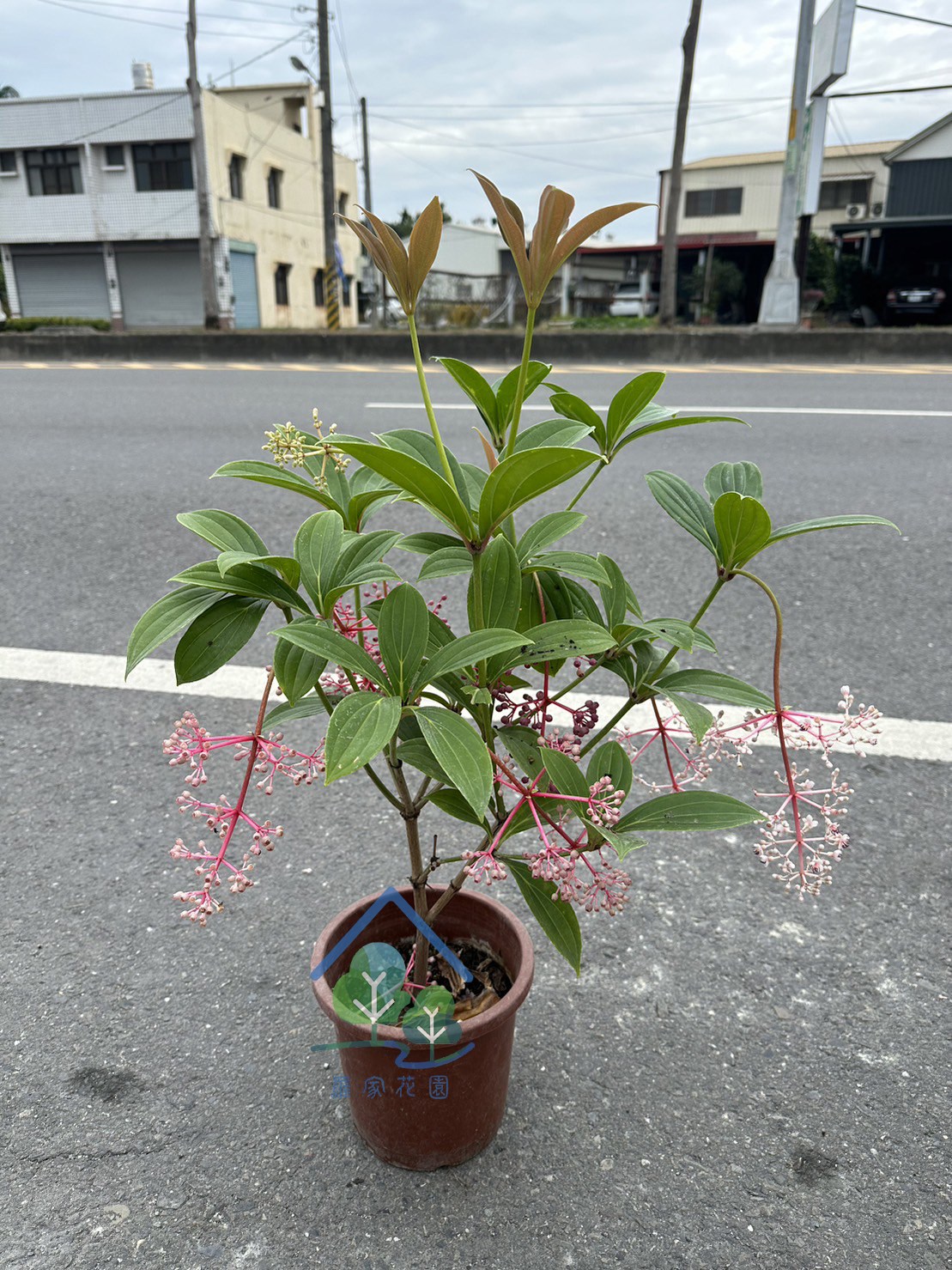 野牡丹藤