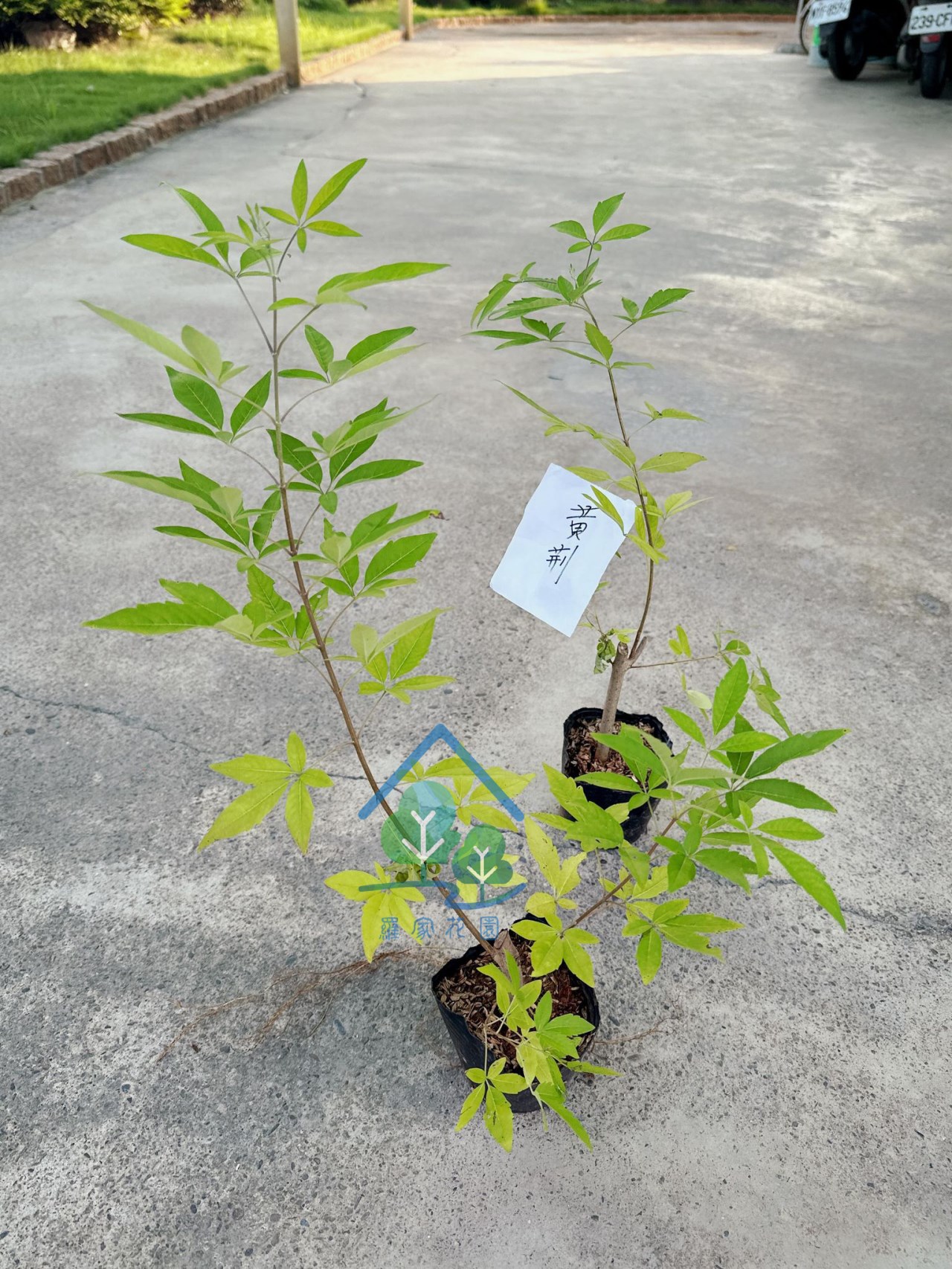 黃荆