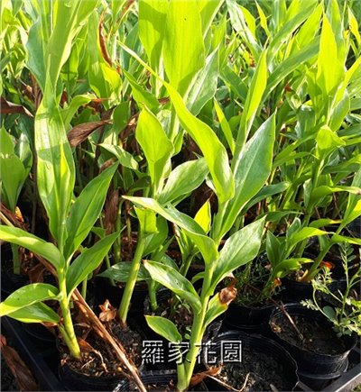 野薑花