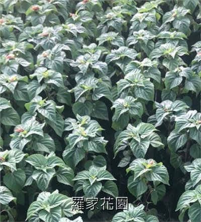 一串紅