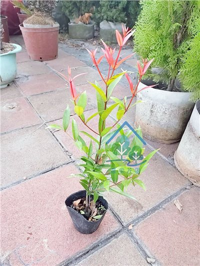 長紅木